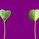 한잎클로버 이미지