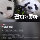 푸바오가 중국에서 살게될 션슈핑(神树坪) 기지 이미지