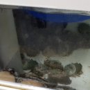 금창회마트 네이버블로그