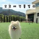 모모풀빌라 | 댕댕이와 함께하는 완벽한 힐링,[모모 애견 풀빌라] 솔직 담백 투숙 후기!🐾