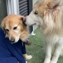 퍼피스카우트 이미지