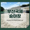 부산국제승마장 이미지