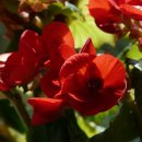 베고니아 이미지