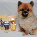 도그먼트 이미지