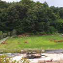 숲속한우 이미지