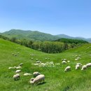 흑진주목장 이미지