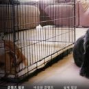 도그-in 하우스 이미지