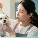 애견매니저 이미지