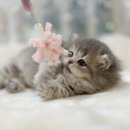 스타일독앤캣 강아지고양이 부천본점 | 무안 먼치킨분양, 캐터리 본점의 사랑스러운 아기 고양이 맞이 완벽 가이드