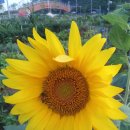 미자네 농장 이미지