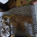 펫츠 아일랜드 이미지