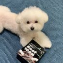 고위드테일 이미지