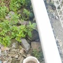 동읍1274 이미지