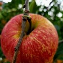 일미농원 이미지