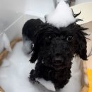 그루밍 버블리 이미지