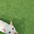 파파퍼피 DOG하우스 이미지