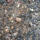 고능말로 이미지