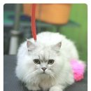뽀뽀애견샵 네이버블로그