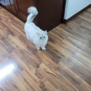 몽이냥이 이미지