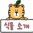 공굴러 가유 이미지