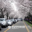 백리벚꽃길 전남인터넷신문