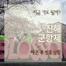 시청로터리 주차장 | 진해군항제 지금 가도 될까 비 온 뒤 벚꽃 상황 직접 다녀온 후기