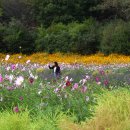 코스모스드림 이미지