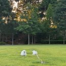 털찐친구들 이미지