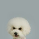 한강펫살롱 이미지