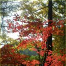 연인처럼 아름다운 단풍숲 연인산 -이용호 이미지