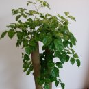 중앙꽃집 이미지