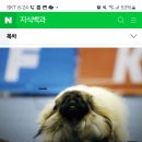 페키니즈 정보 출처-네이버 이미지