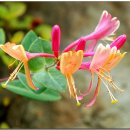 꽃그리고 이미지