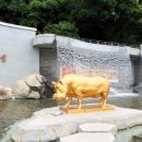 황금돼지 - 의정부시 발곡로3번길 5 | 황금돼지