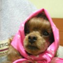 달꼬 Daum카페