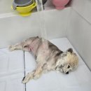 힐스 펫살롱 | 매산동애견미용 잘하는 곳, 힐스 펫살롱