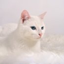 고양이눈 이미지