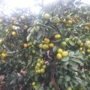 촌집민박 이미지