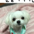 순도리네애견 이미지