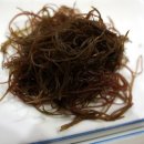 정자참가자미 이미지