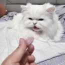 엉클스캣 | 대전 고양이무마취미용 엉클스캣, 4번째 방문 후기 :)