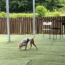 개이트 | [광주/남구 원산동] 실외애견카페 개이트 내돈내산 후기