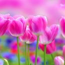 사랑으로 이미지