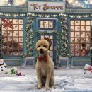 스위티독 이미지