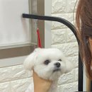 아롱애견미용실 이미지