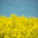 실안소공원 이미지