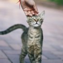 송파원동물병원 이미지