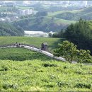 대관령마루길 이미지