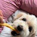 꽃댕이 멍집사 이미지