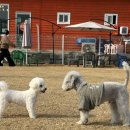 힙독 애견카페 이미지